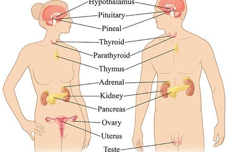 Sistema endocrino Salerno