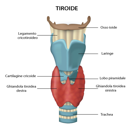 tiroide (2)